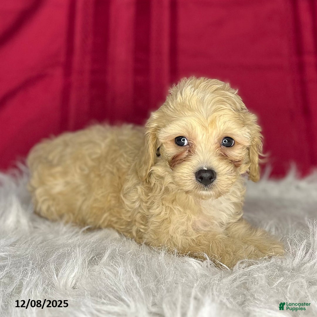 Cavapoochon dogs for sale: Chip - Ad 1