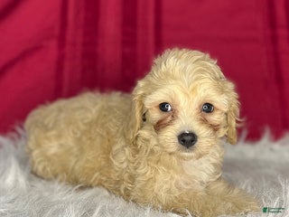 Cavapoochon dogs Chip - Ad 6