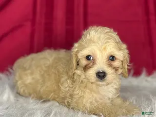 Cavapoochon dogs Chip - Ad 1