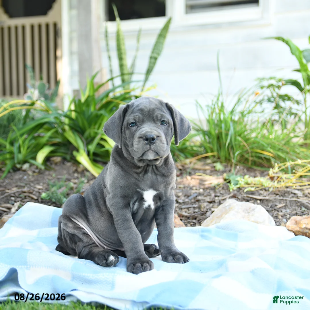 Cane Corso dogs for sale: Wish - Ad 1