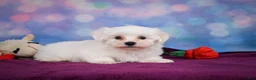 Maltese dogs for sale: Cash - Ad 3