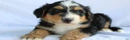 Bernedoodle dogs for sale: Rascal - Ad 1