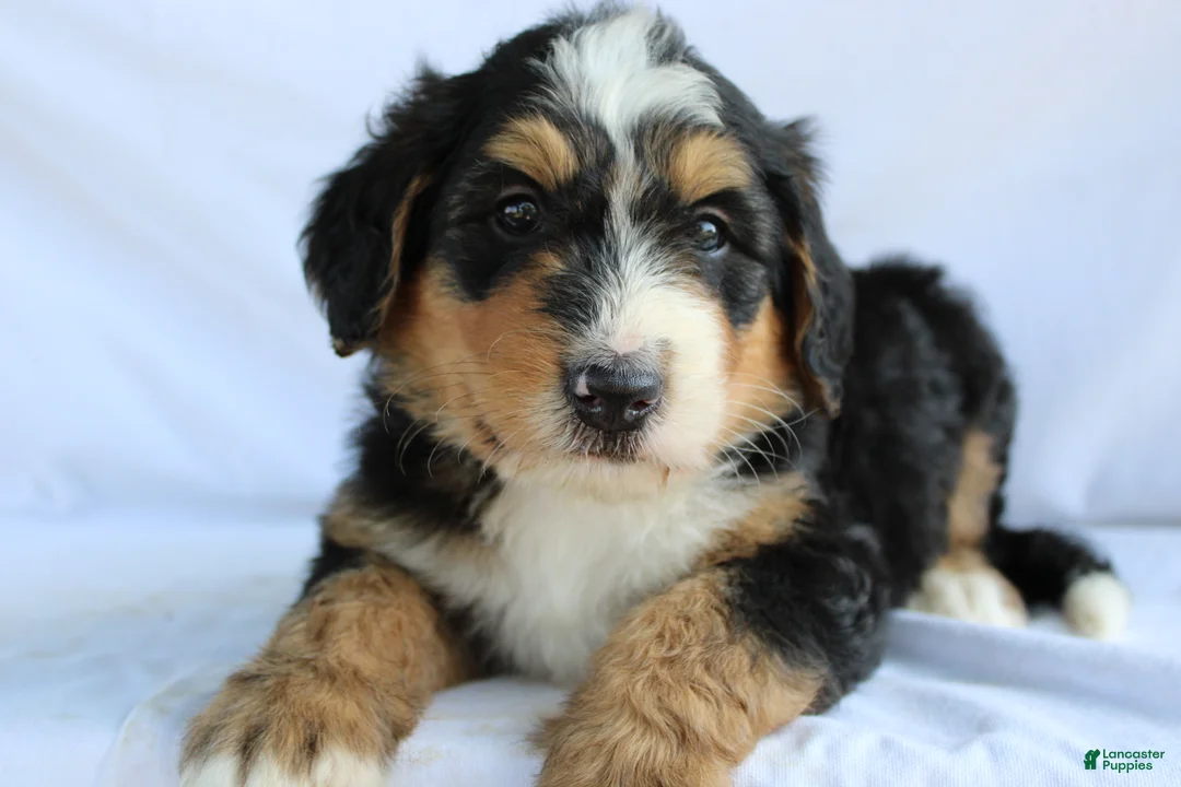 Bernedoodle dogs for sale: Rascal - Ad 1