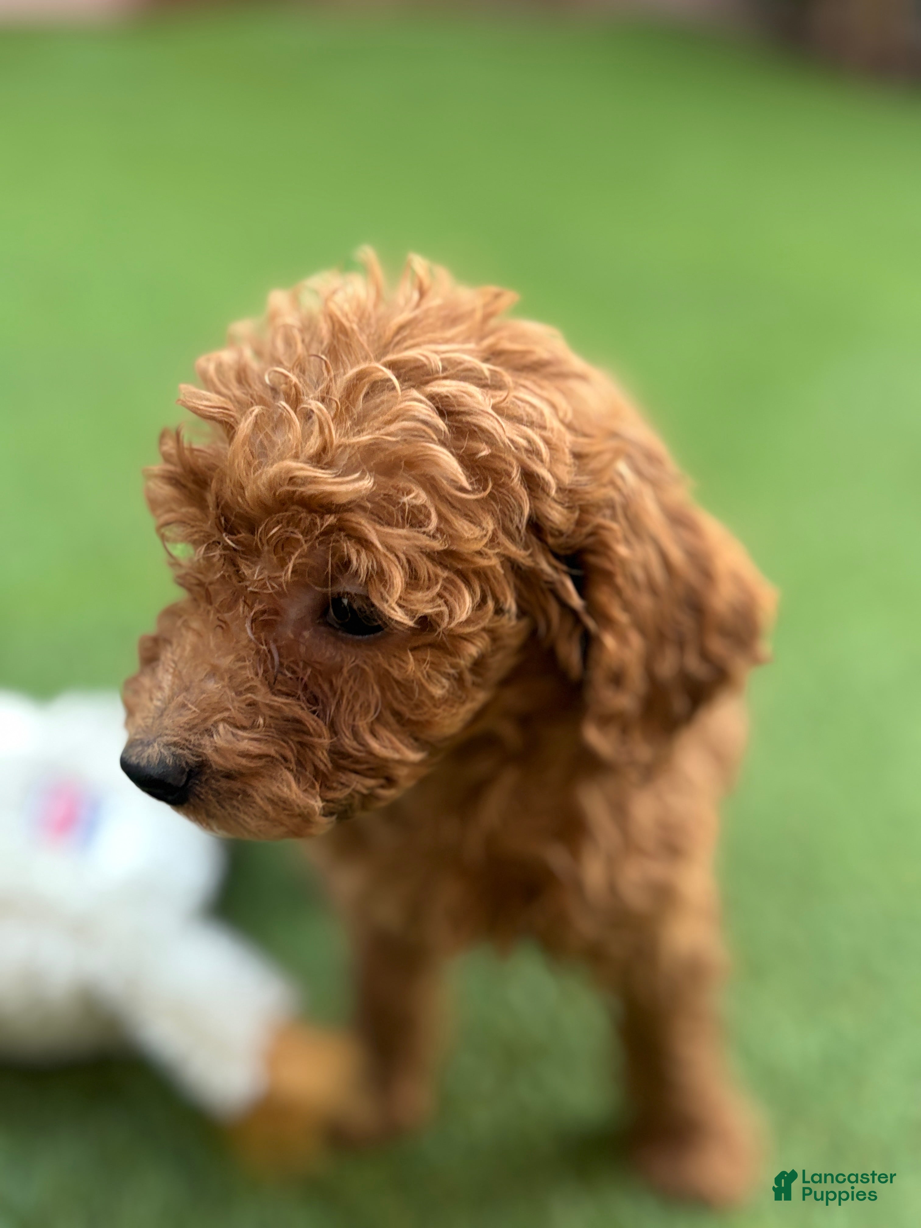 Standard Poodle dogs Daisy - Ad 2