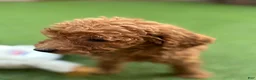 Standard Poodle dogs for sale: Daisy - Ad 2