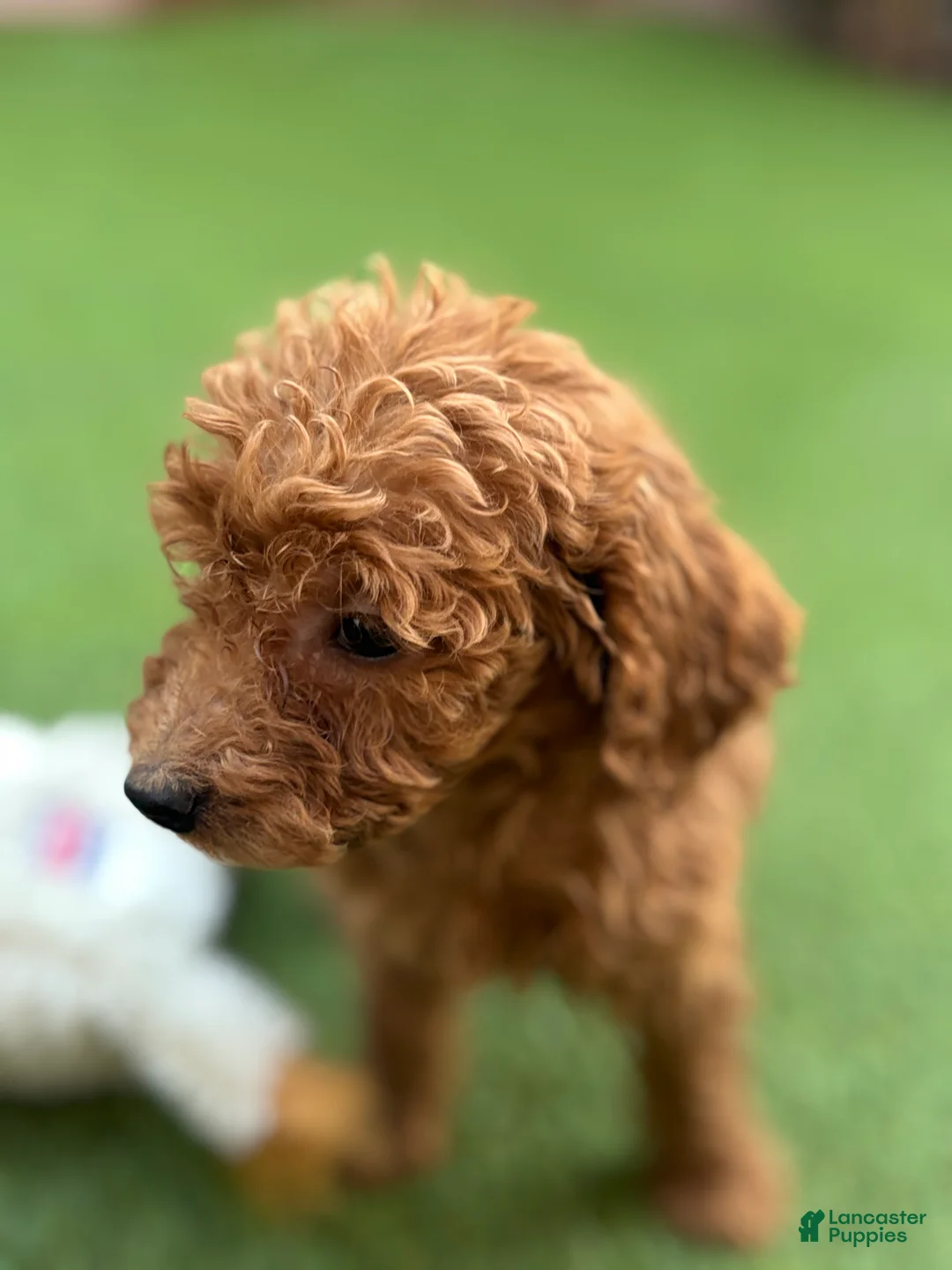 Standard Poodle dogs for sale: Daisy - Ad 2