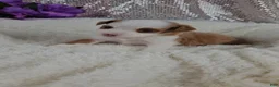Mini Aussiedoodle dogs for sale: Soleil  - Ad 12