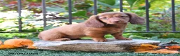 Miniature Dachshund dogs for sale: Beans - Ad 3