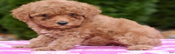 Miniature Poodle dogs for sale: Gracie - Ad 3