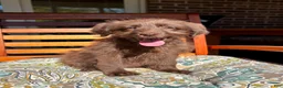 Labradoodle dogs for sale: Chloe - Ad 3
