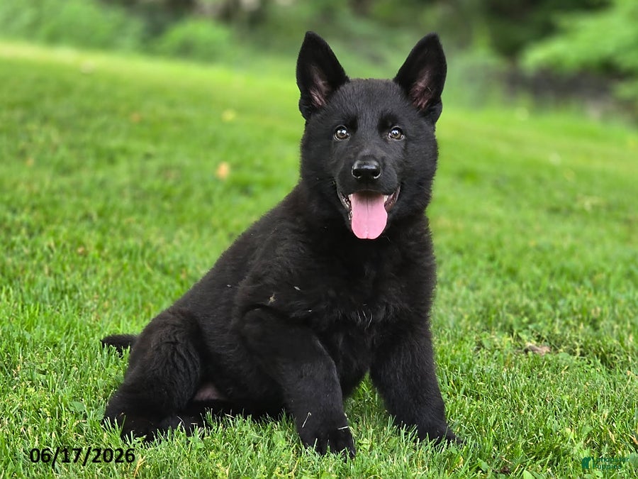 German Shepherd dogs Beyonce - Ad 1