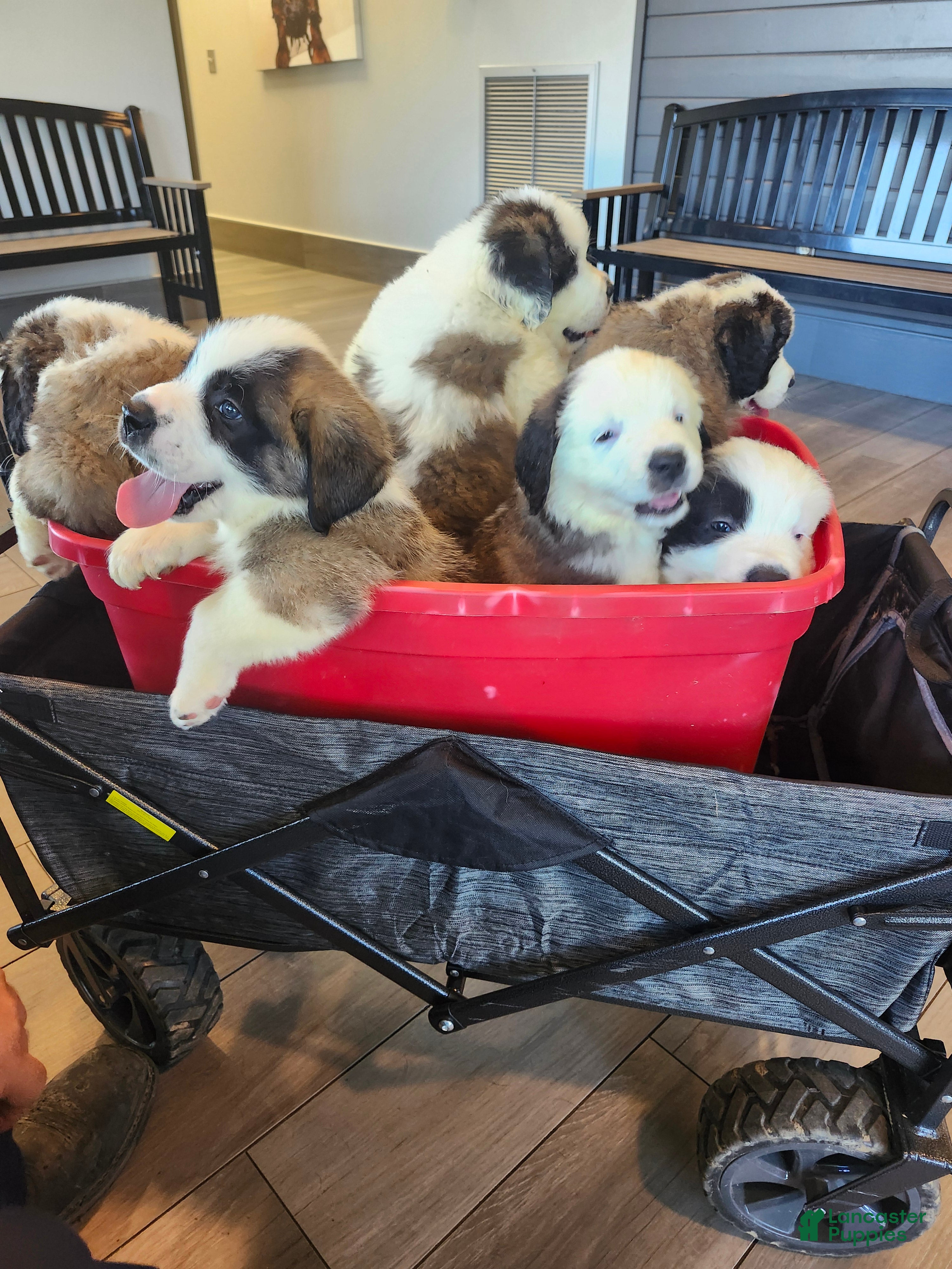 Saint Bernard dogs Saint Bernard 2 - Ad 5