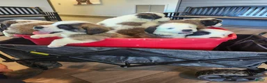 Saint Bernard 2