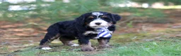 Mini Bernedoodle dogs for sale: Ramirez - Ad 7