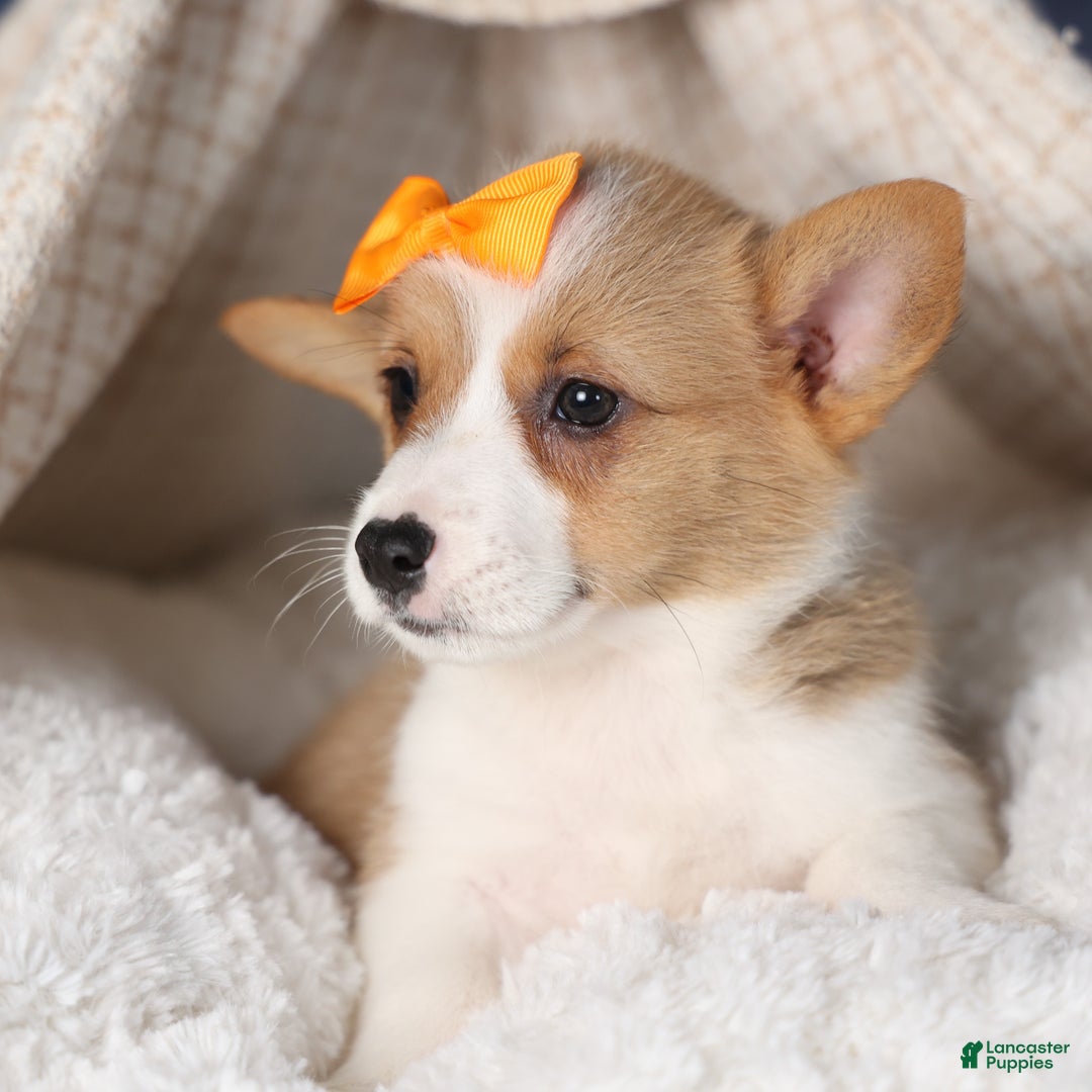 Welsh Corgi Pembroke dogs for sale: Duke - Ad 12