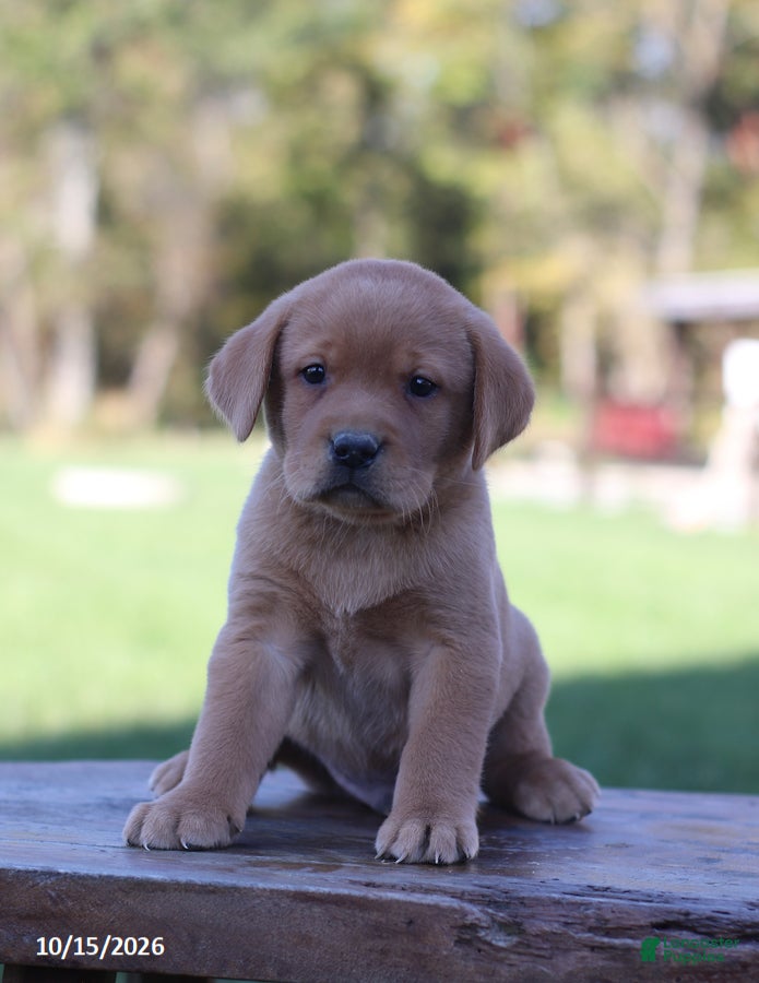 Labrador Retriever dogs Flint - Ad 1