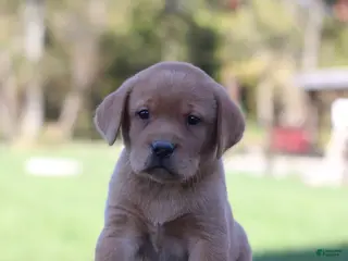 Labrador Retriever dogs Flint - Ad 1