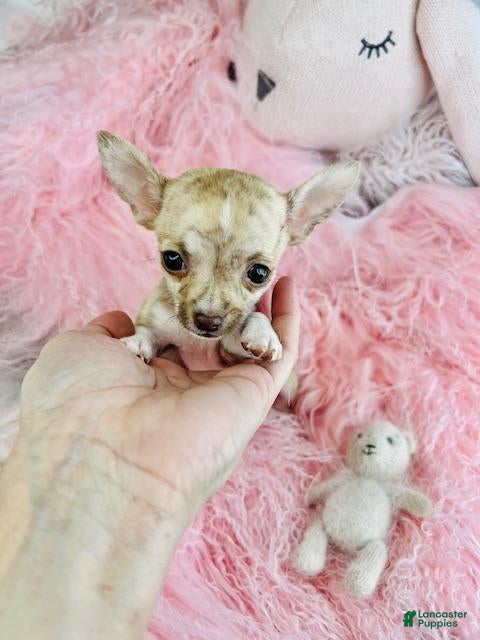 Chihuahua dogs Chihuahua Puppy 1 - Ad 2