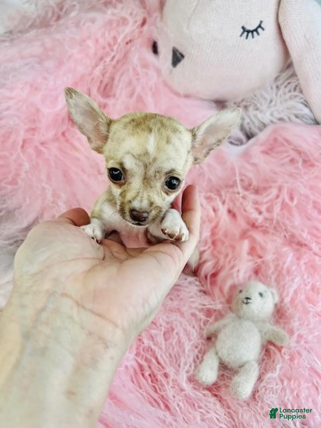 Chihuahua dogs for sale: Chihuahua Puppy 1 - Ad 2