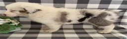Australian Shepherd dogs for sale: Sasha - Ad 3
