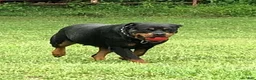 Rottweiler dogs for sale: Rottweiler 1 - Ad 17