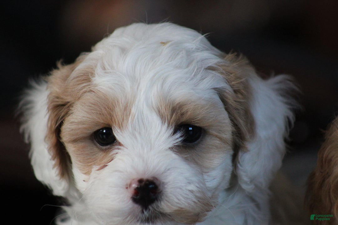 Cavapoo dogs for sale: Theo - Ad 10
