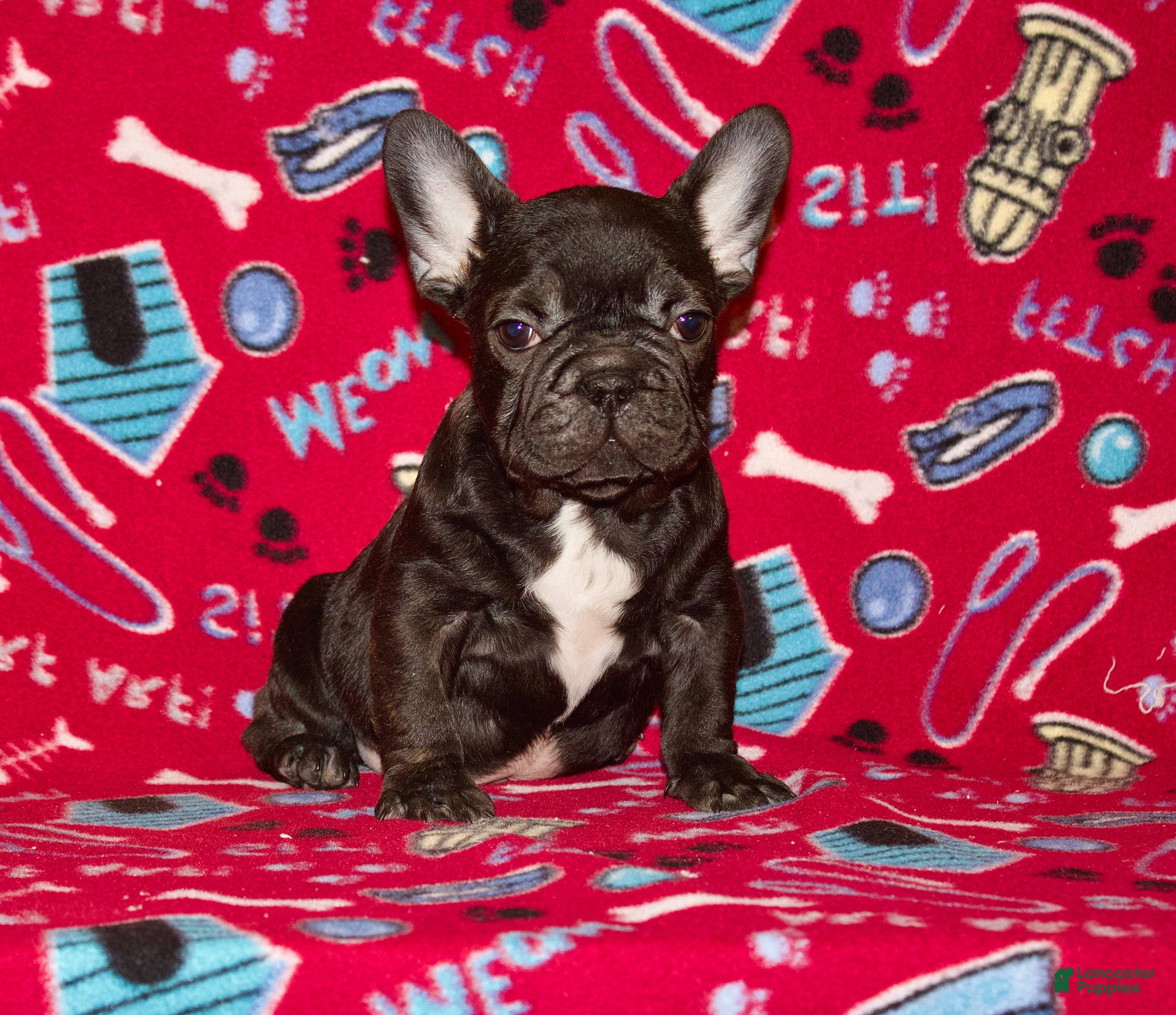 French Bulldog dogs  Puppy 1 - Ad 41