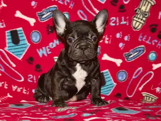 French Bulldog dogs Puppy 1 - Ad 41