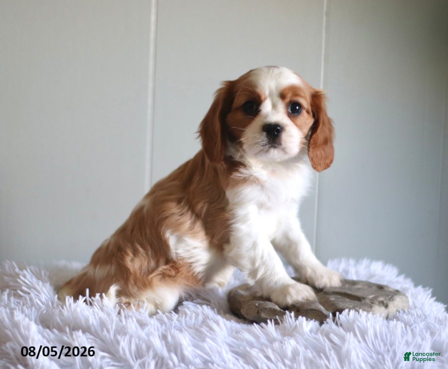 Cavalier King Charles Spaniel dogs Hayley - Ad 2