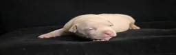 American Bully dogs for sale: Pheonix - Ad 3