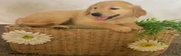 Golden Retriever dogs for sale: Candy - Ad 3