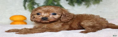 Mini Goldendoodle 6