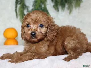 Mini Goldendoodle dogs Mini Goldendoodle 6 - Ad 24