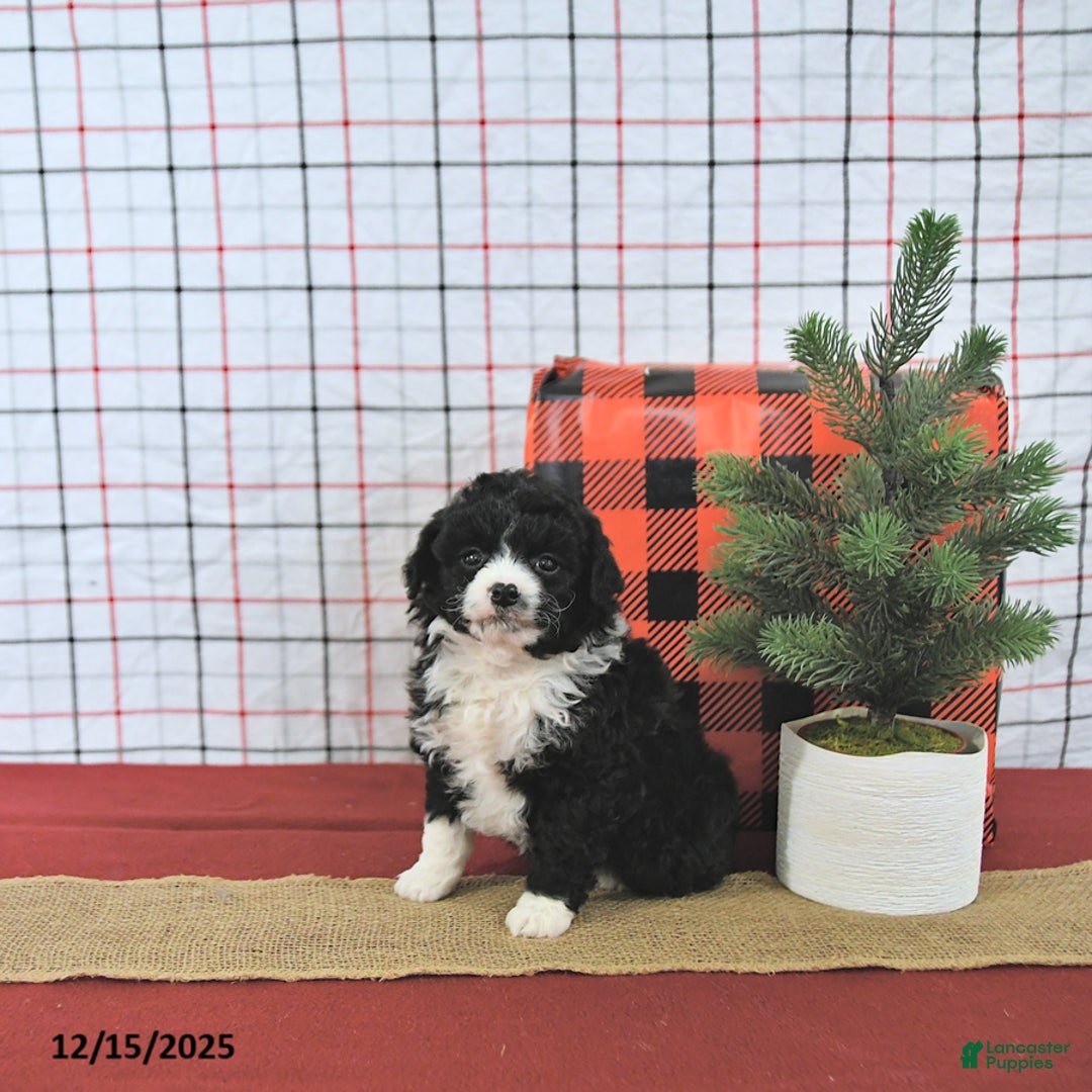Mini Aussiedoodle dogs for sale: Holly EXTRA SMALL - Ad 5
