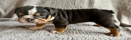 English Bulldog dogs for sale: Oscar - Ad 4