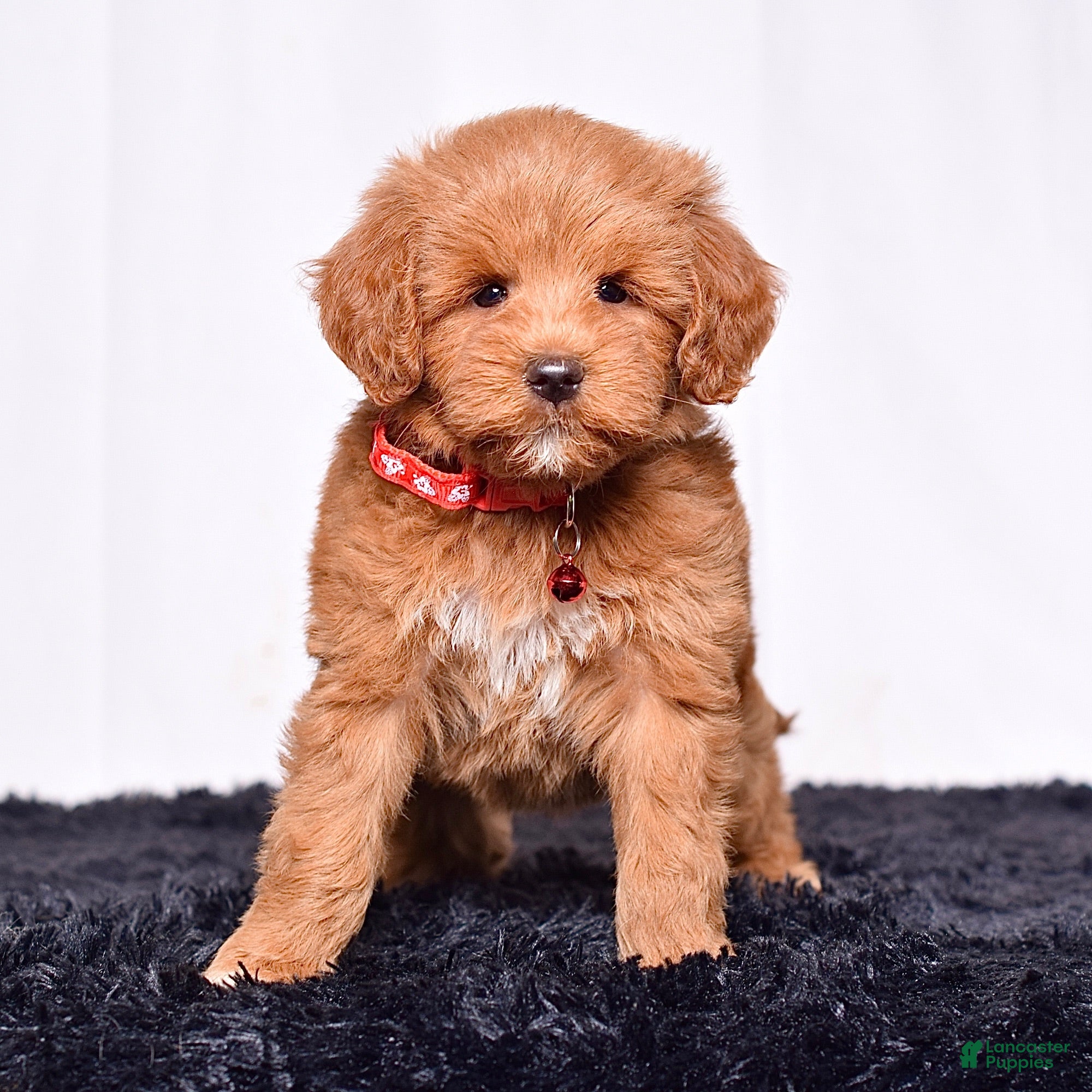 Mini Goldendoodle dogs Ms. Mackenzie  - Ad 2