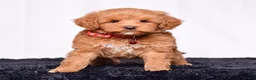Mini Goldendoodle dogs for sale: Ms. Mackenzie  - Ad 2