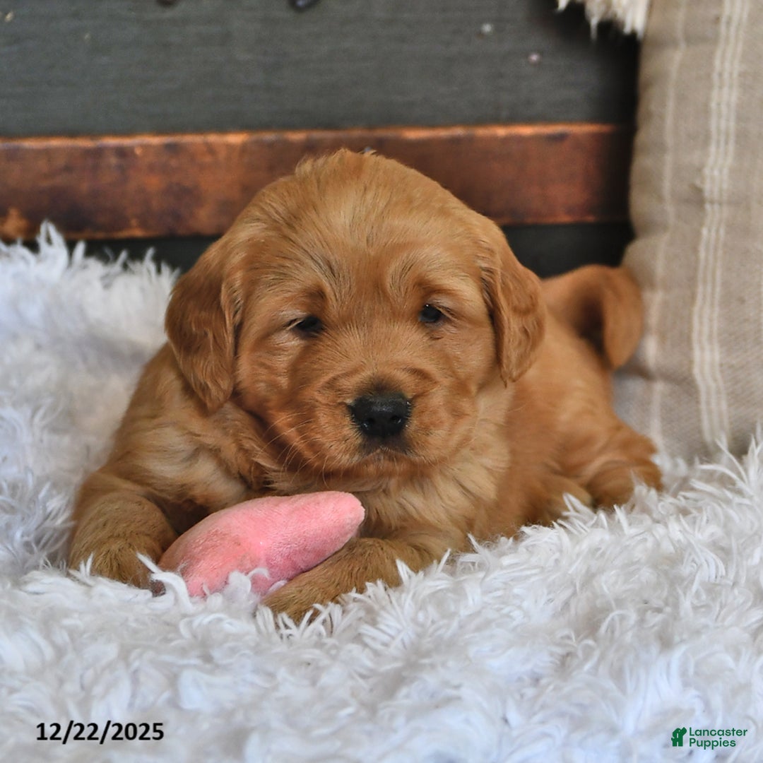 Golden Retriever dogs for sale: Darling Ellie - Ad 2