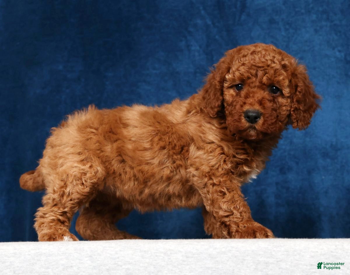 Mini Goldendoodle dogs Sasha - Ad 1