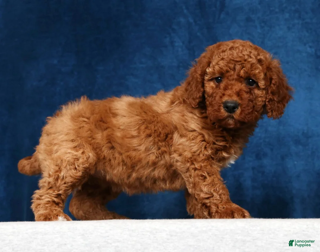 Mini Goldendoodle dogs for sale: Sasha - Ad 1