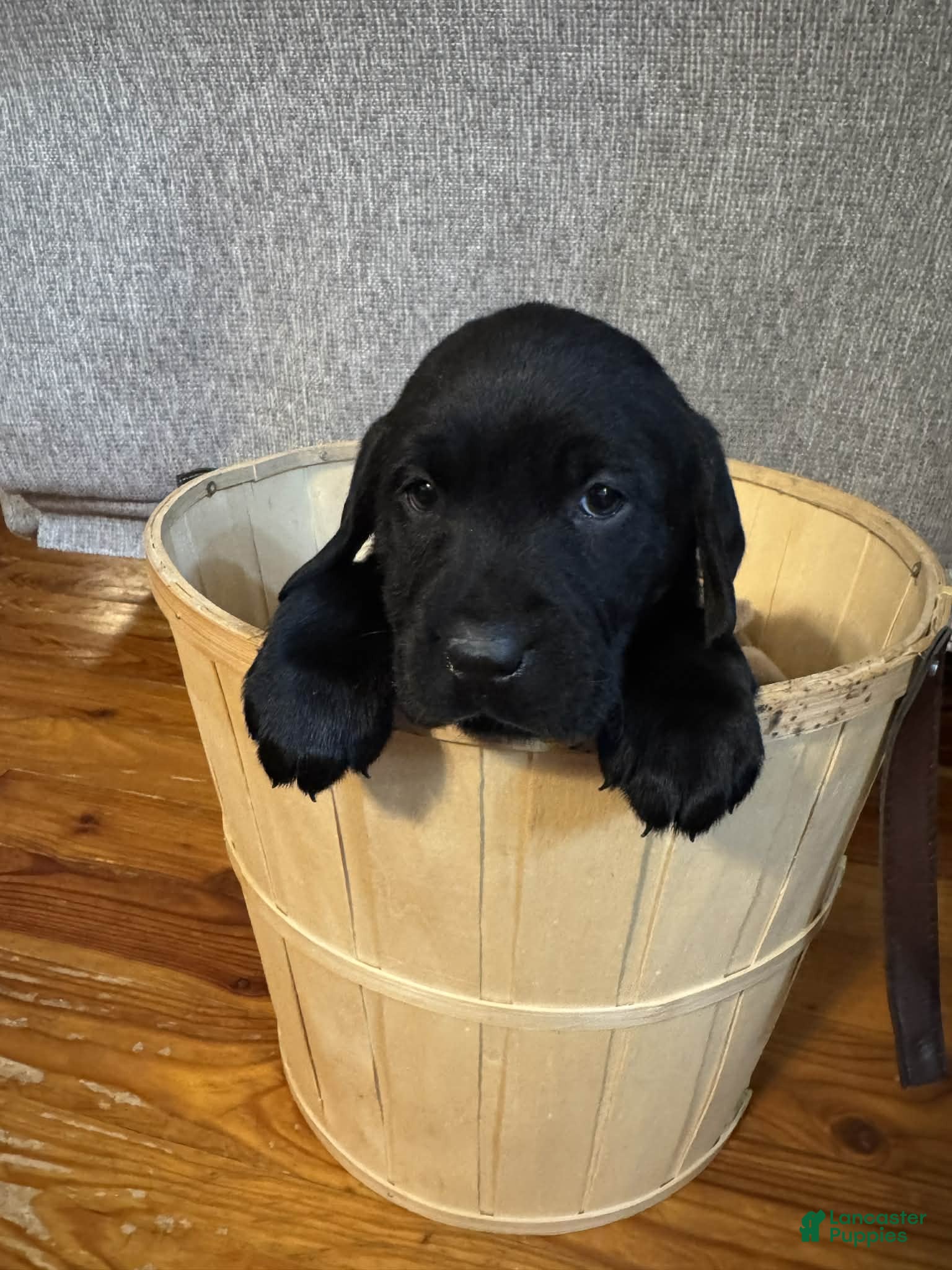 Labrador Retriever dogs Blossom - Ad 23