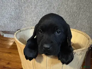 Labrador Retriever dogs Blossom - Ad 23