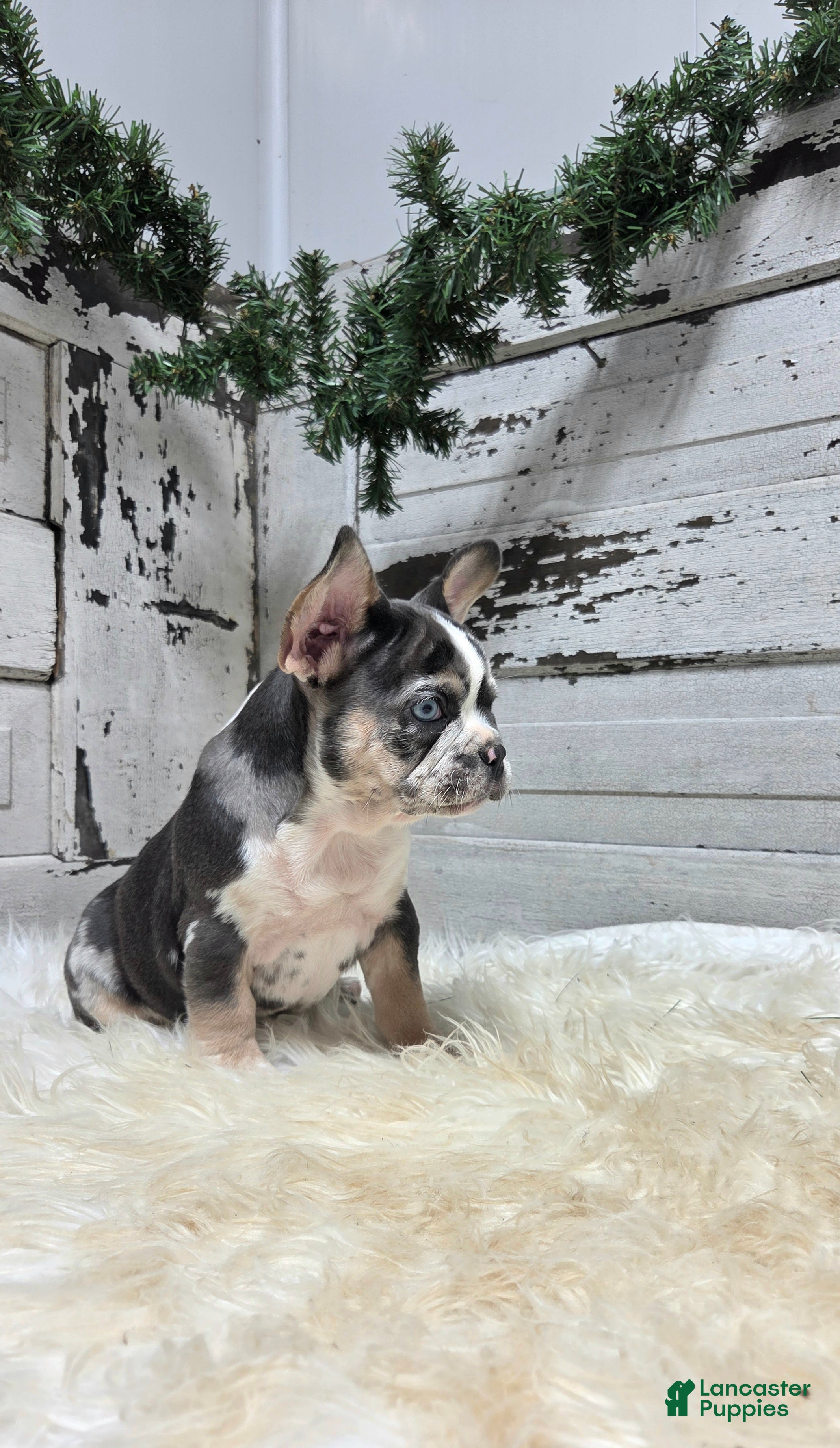 French Bulldog dogs Luna - Ad 2