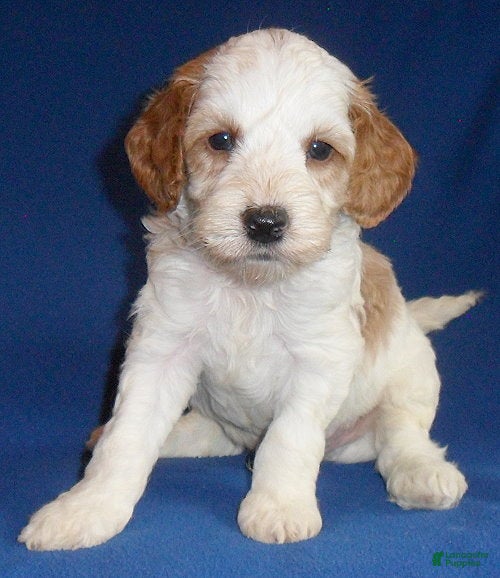 Cockapoo dogs Ollie - Ad 1