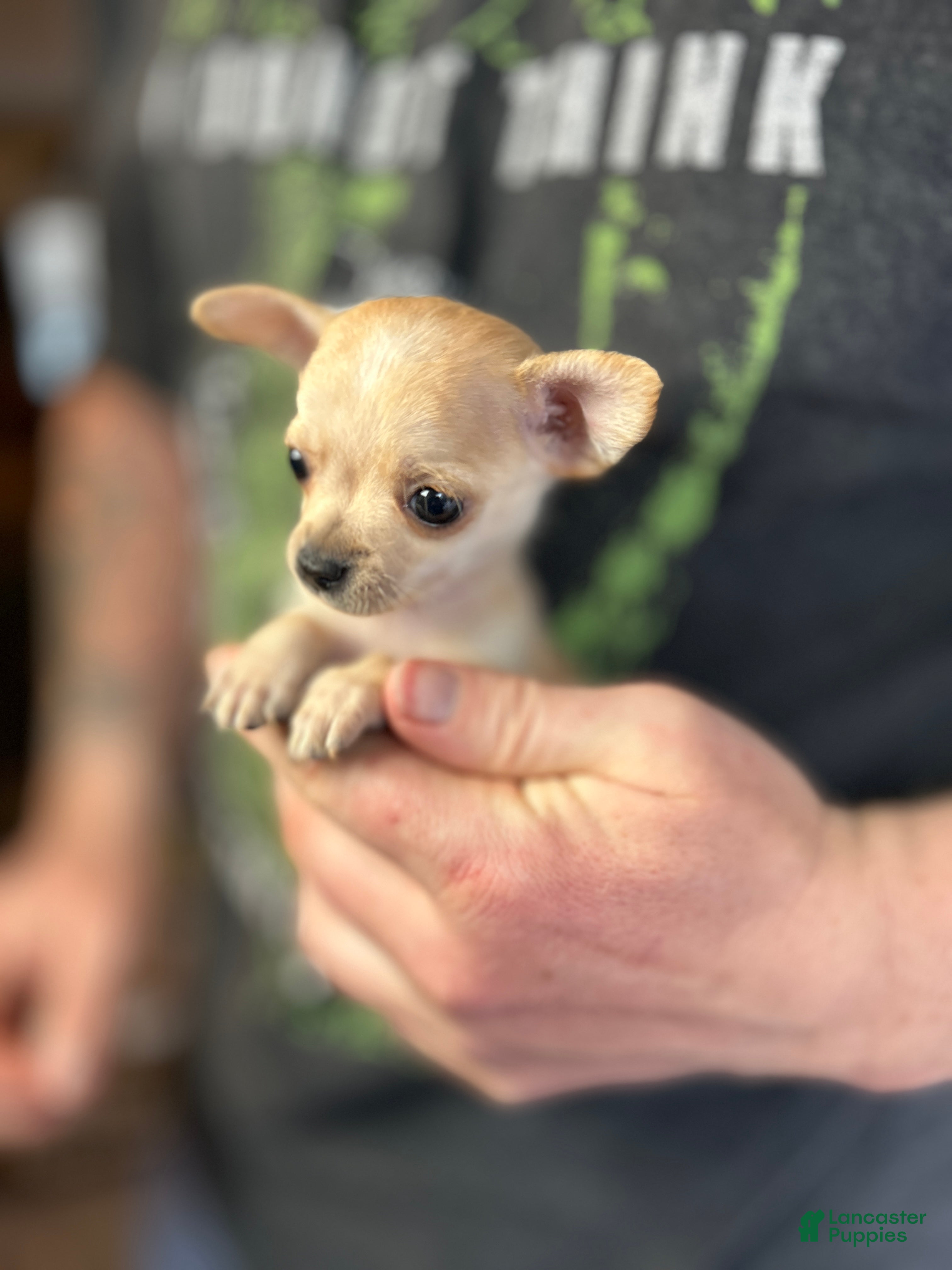 Chihuahua dogs Christmas  - Ad 5