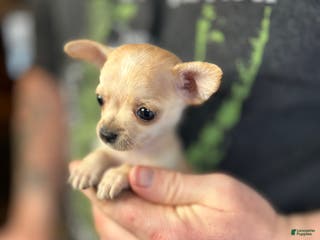 Chihuahua dogs Christmas - Ad 5