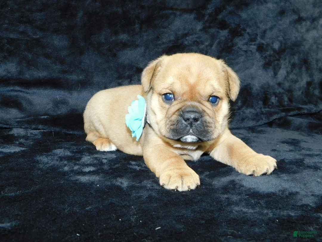 Mixed Breed dogs for sale: Teddy - Ad 10