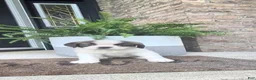 Saint Bernard dogs for sale: Becca - Ad 3