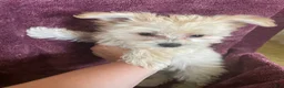 Yochon dogs for sale: Sammy - Ad 4
