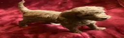 Mini Goldendoodle dogs for sale: Ginger - Ad 3